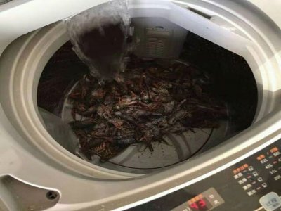 全羚洗衣机不排水原因